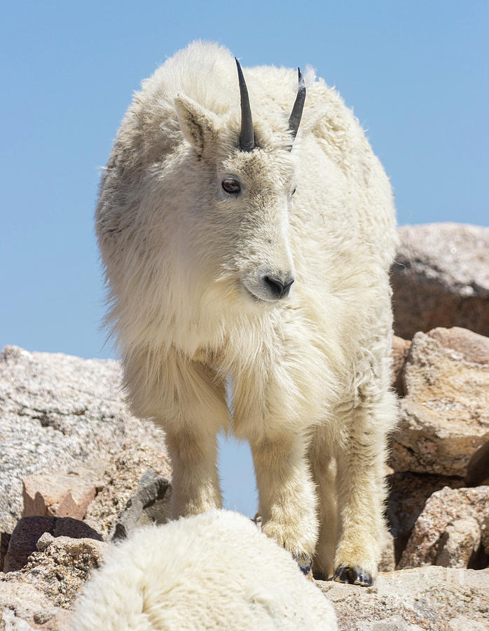 Mountain Goats on the Summit Photograph by Steven Krull