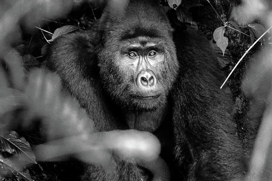 Mountain Gorilla BW Photograph by Adrian O Brien