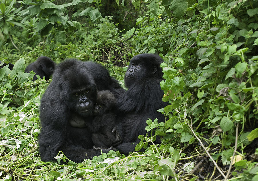 Mountain Gorilla Family Photograph by Guenterguni