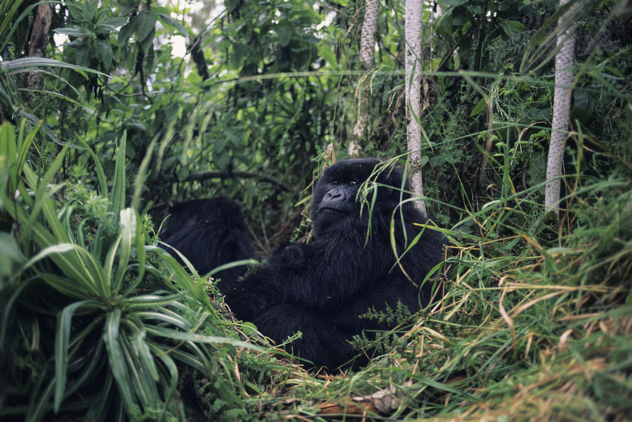 Mountain gorilla (Gorilla gorilla berengei) reclining amongst greenery, Park du Volcanes, Rwanda Photograph by Anup Shah