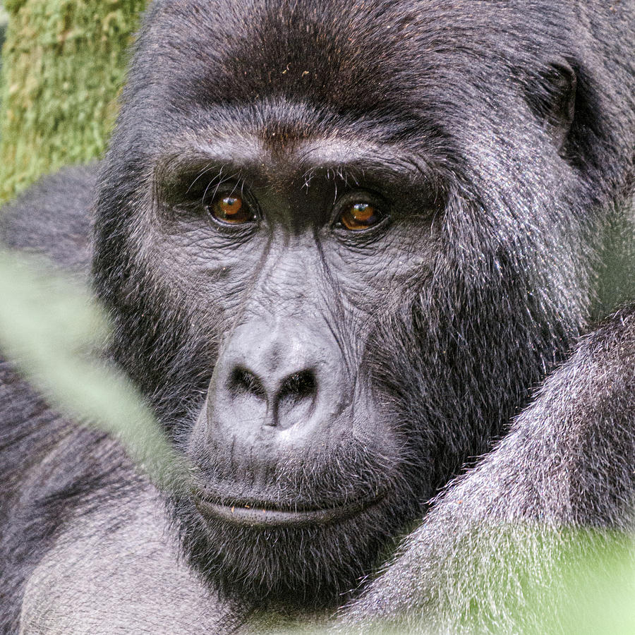 Mountain Gorilla Portrait Photograph by Adrian O Brien