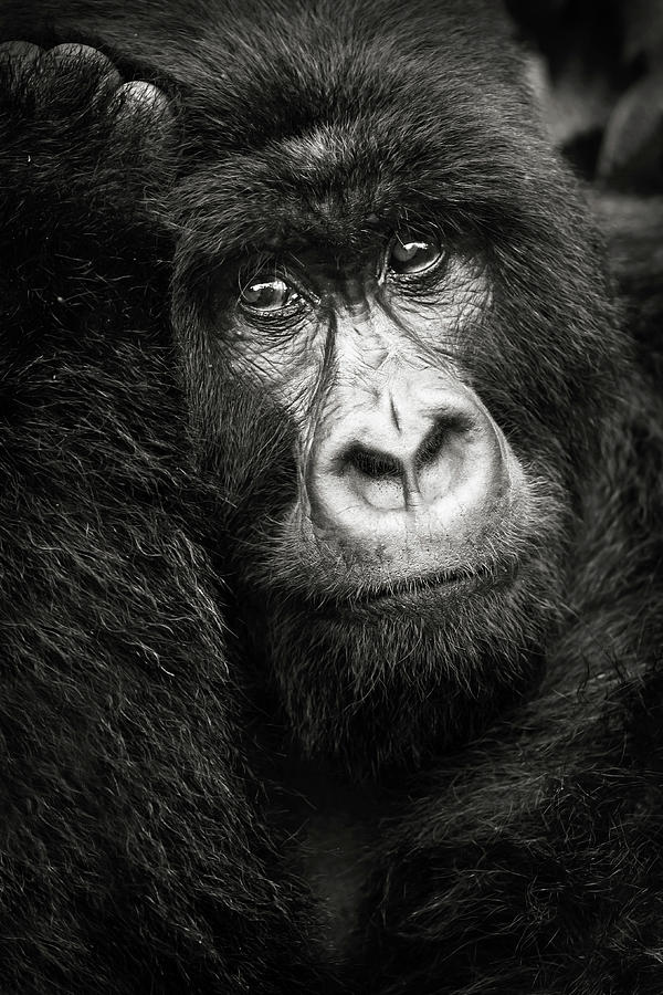 Portrait dun gorille de montagne Bageni Photograph by Sebastien Meys