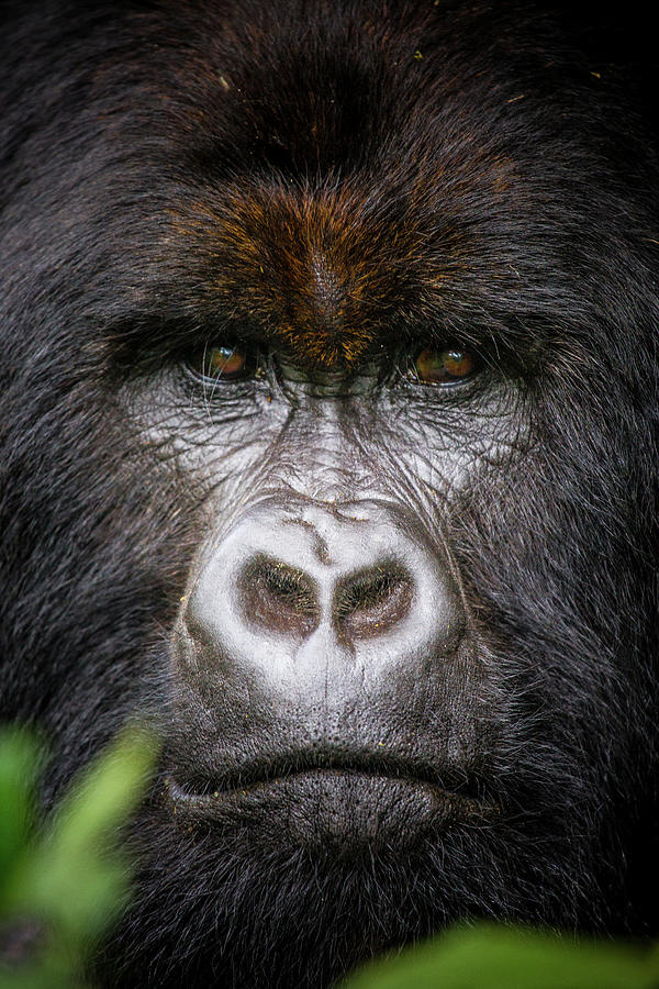 Mountain Gorilla Portrait Photograph by Kate Malone