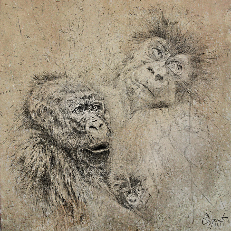 Mountain Gorillas Drawing by Empreintes Imagerie Fine Art America