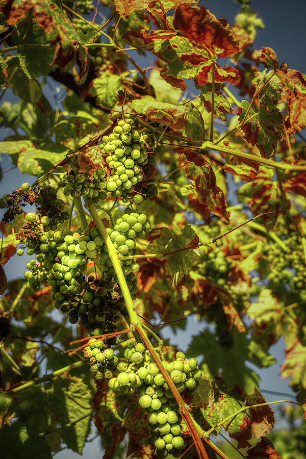 Mountain grapes Photograph by Micah Offman
