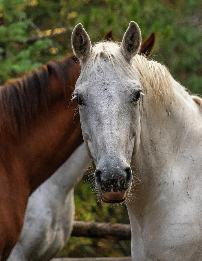 Horse Photograph - Mountain Horse by Phil And Karen Rispin