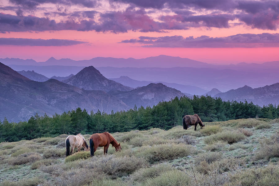 Sunset Photograph - Mountain horses. Monachil Valley. Trevenque. Sierra Nevada National Park.  by Guido Montanes Castillo