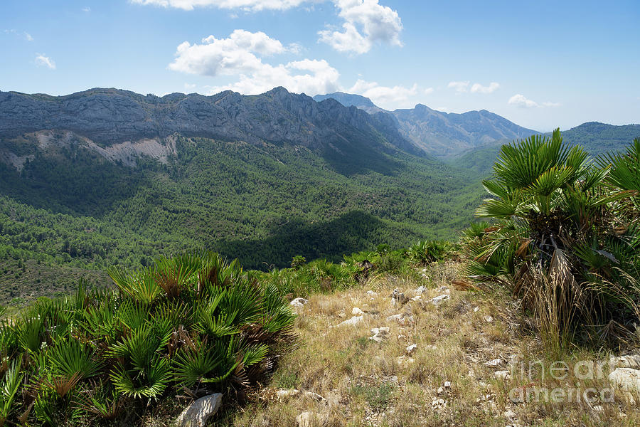 Mountain Landscape With Palm Leaves Photograph