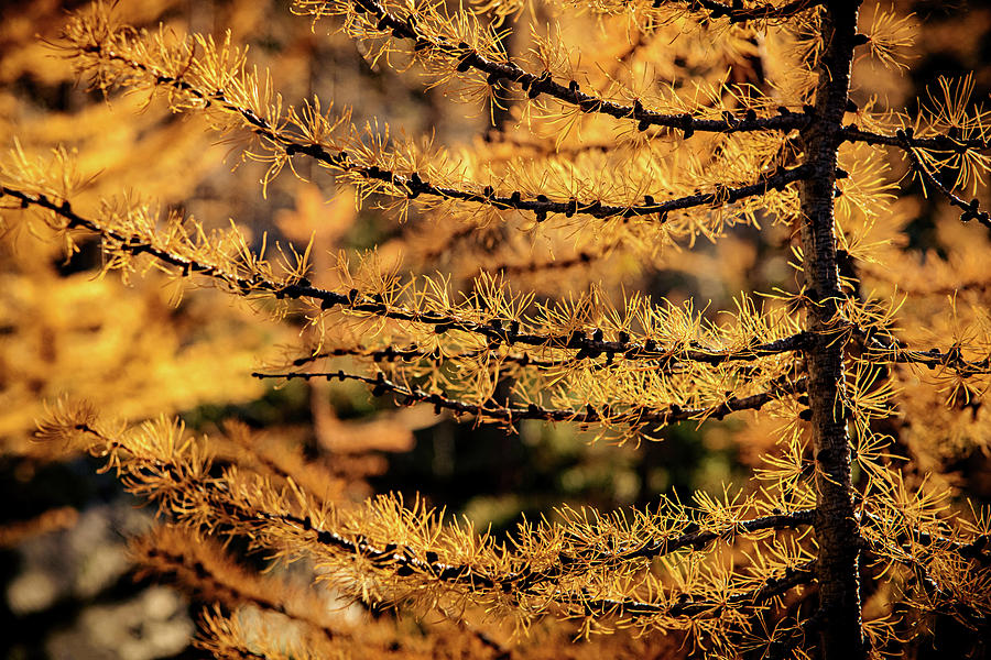 Mountain Larch in Fall Photograph by Ursula Abresch