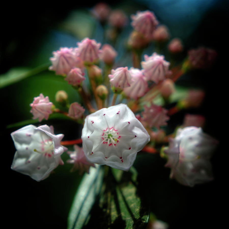 Mountain Laurel Bloom Photograph by George Taylor