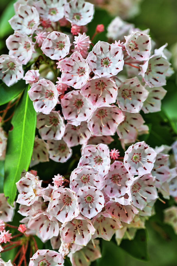 Mountain Laurel Blooming Bonanza Photograph by James Frazier - Fine Art ...