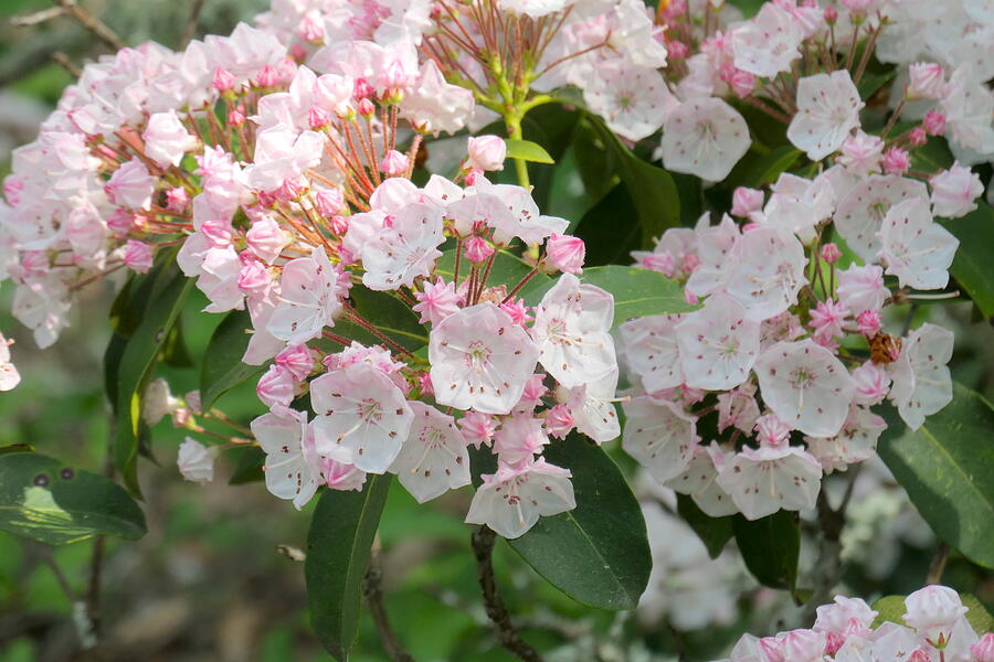 Mountain Laurel, Boston Hollow, Connecticut Photograph by Steven ...