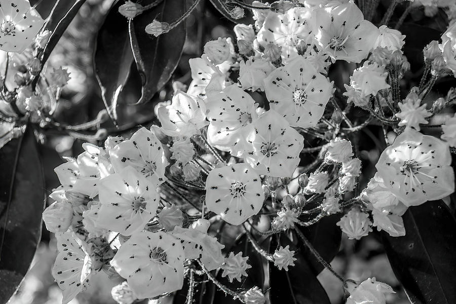Mountain Laurel In Black And White Photograph