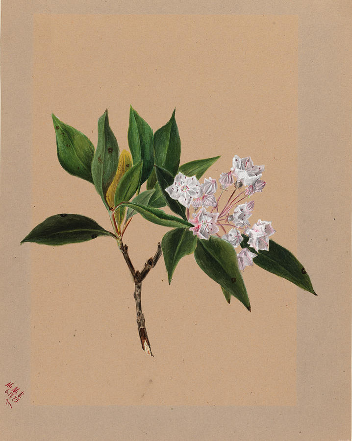 Mountain Laurel Kalmia latifolia Drawing by Mary Vaux Walcott - Fine ...