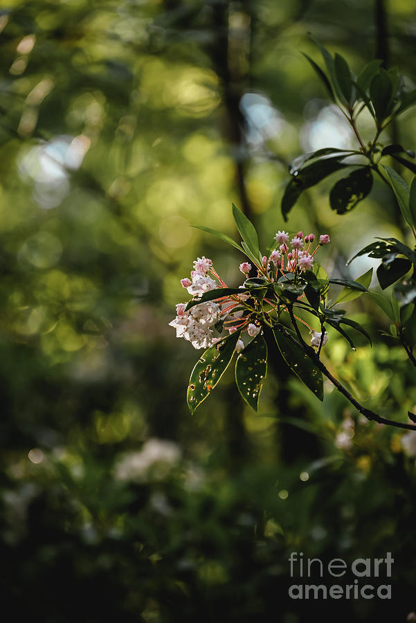 Mountain Laurel  Photograph by Laura Honaker