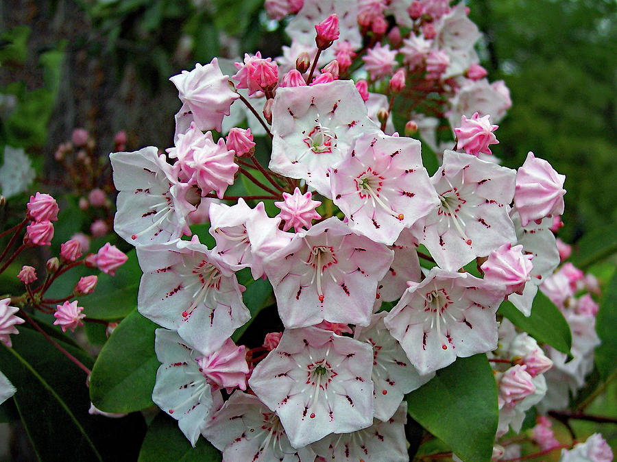 Mountain Laurel Photograph by Richard Norman - Fine Art America