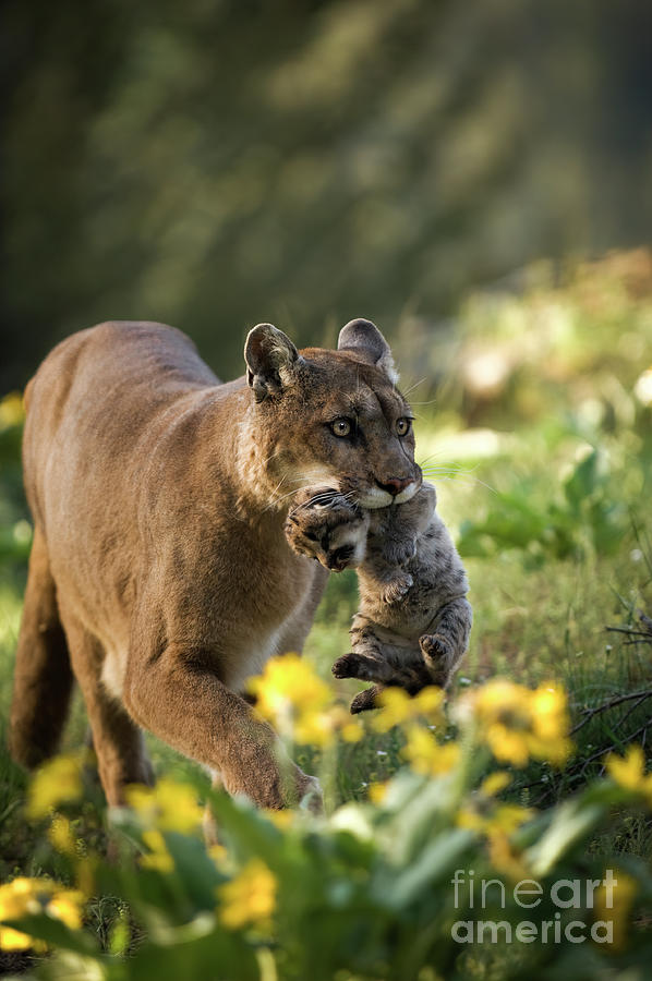 Nature Photograph - Mountain Lion and kitten by Wildlife Fine Art