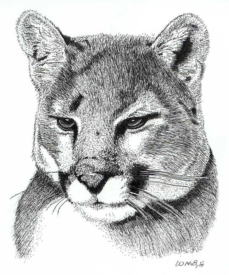 Mountain Lion Drawing by Bill Boggs