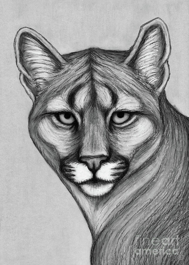 cougar drawing