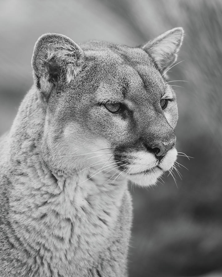 Mountain Lion BnW Photograph by Adam Sprouse - Fine Art America