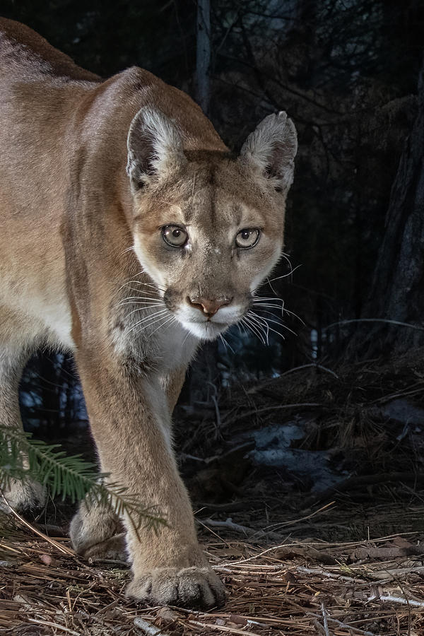 Mountain Lion Closeup  Photograph by Randy Robbins