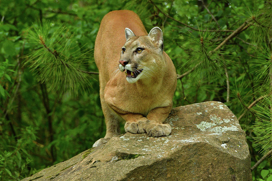 Mountain Lion Crouching 1 Photograph by Dean Hueber - Fine Art America