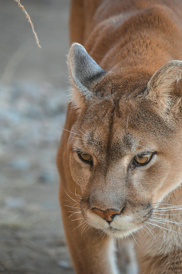 Mountain Lion Photograph by Deborah M - Fine Art America