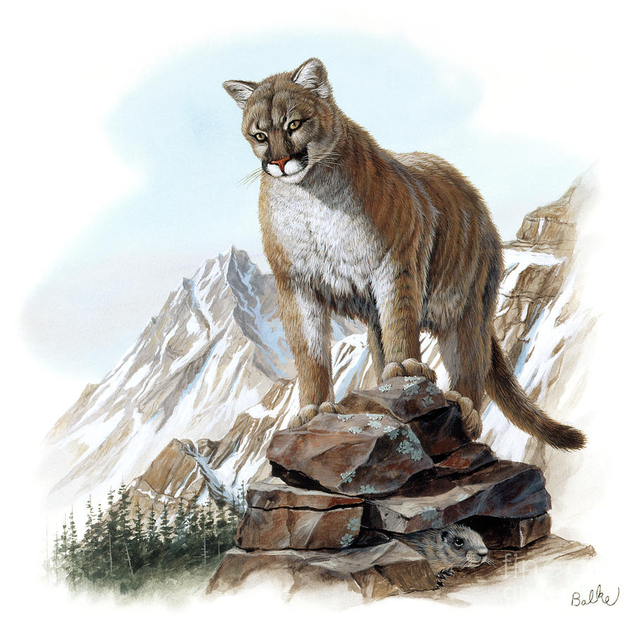 Mountain Lion Painting by Don Balke