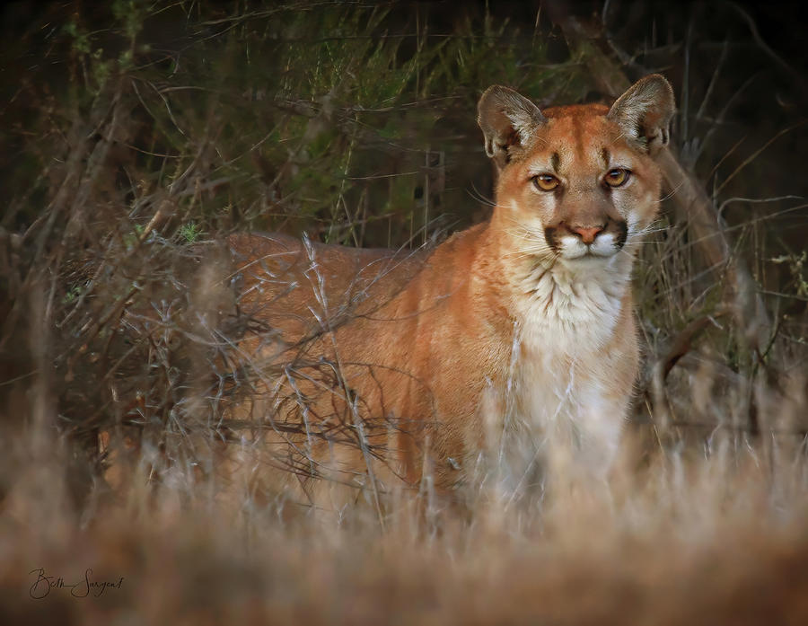 Mountain Lion Encounter Photograph by Beth Sargent