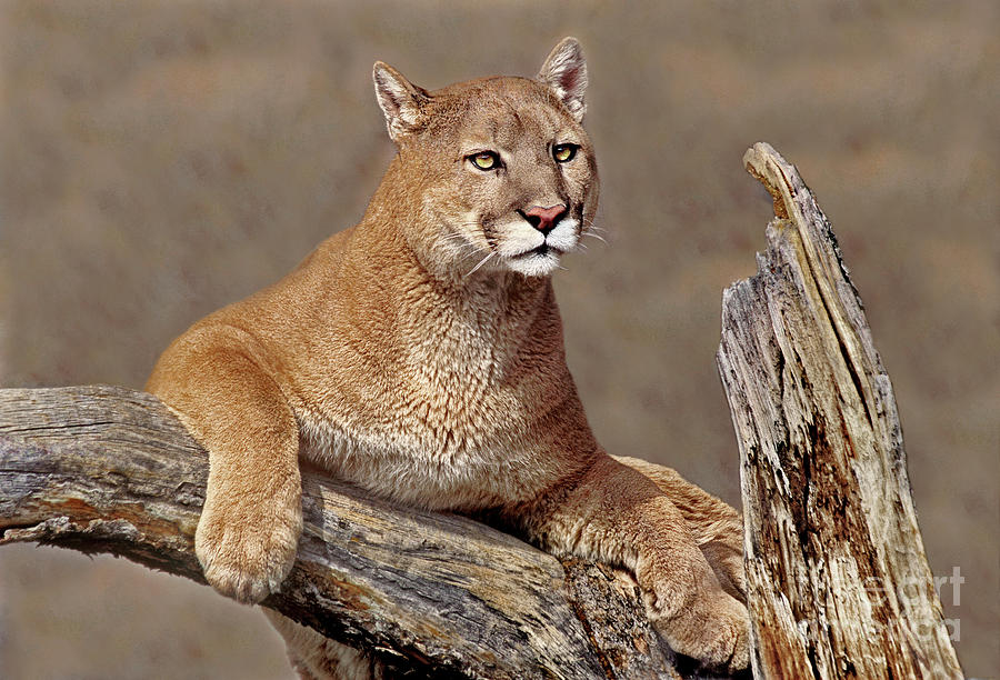 Mountain Lion Felis Concolor Photograph by Dave Welling