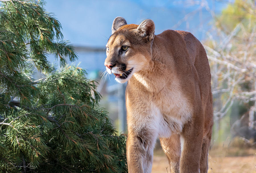Mountain Lion Photograph by Geno Lee