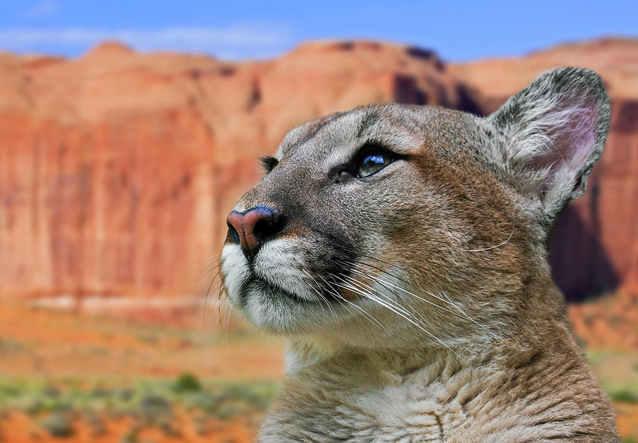 Mountain Lion in Arizona Photograph by Arterra Picture Library