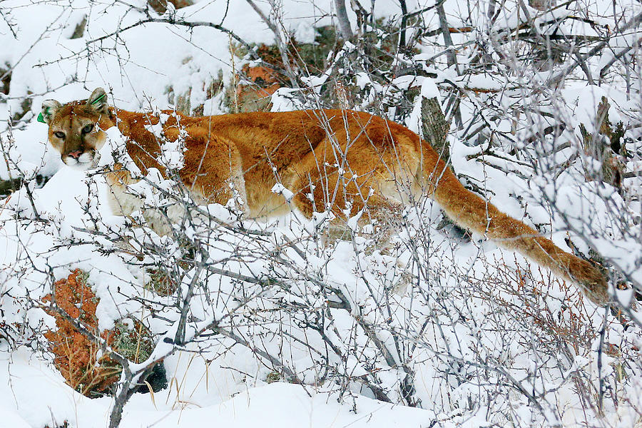 Mountain Lion in the Snow Photograph by Rick Wilking