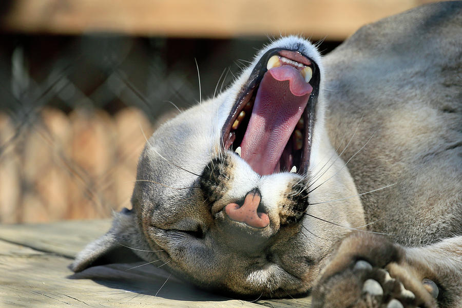 Nature Photograph - Mountain Lion Mouth by Shoal Hollingsworth
