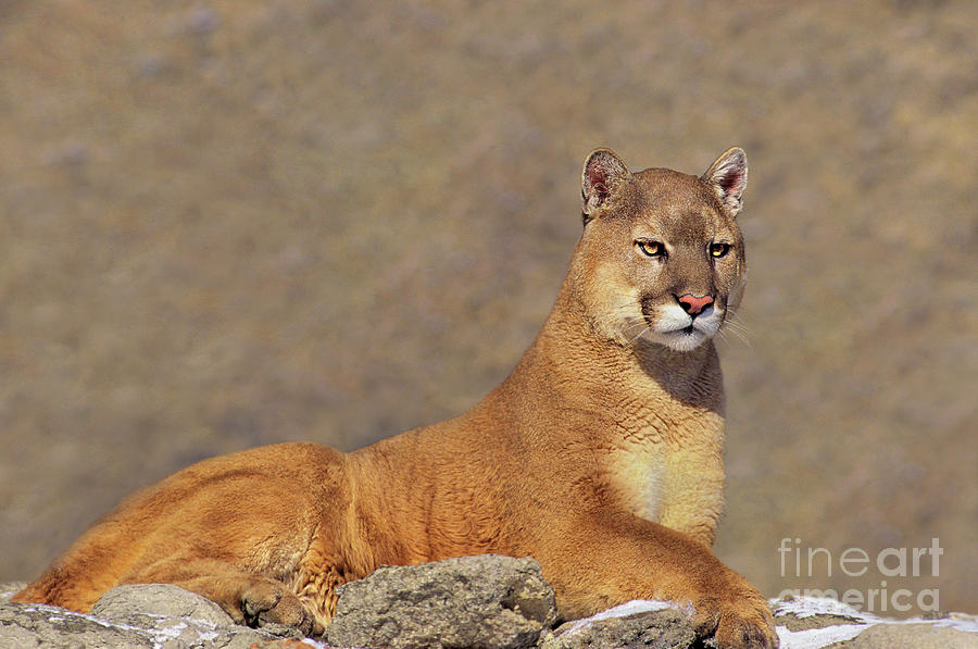 Mountain Lion On Rock Outcrop Photograph by Dave Welling