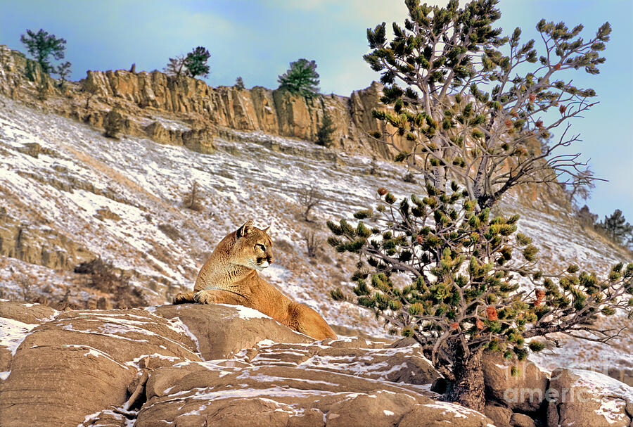 Mountain Lion On Snow Covered Hillside Photograph by Dave Welling