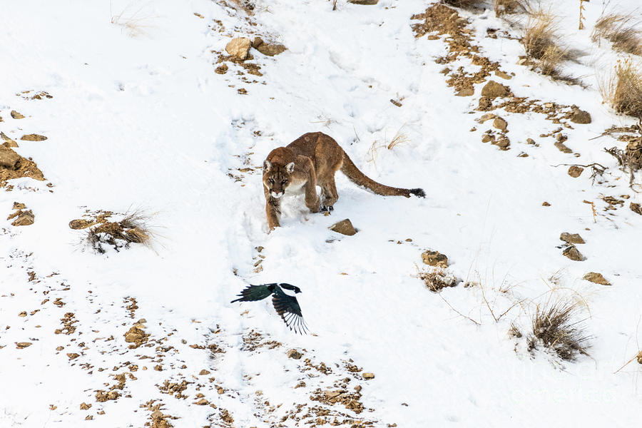 Mountain Lion on the prowl Photograph by Daryl L Hunter - Fine Art America