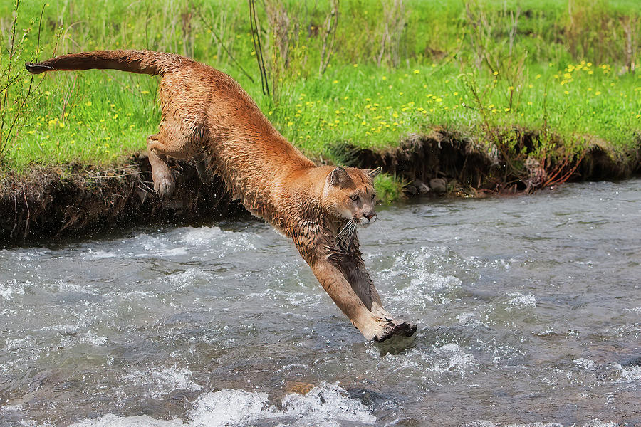 Mountain Lion Plunge Photograph by Jerry Fornarotto