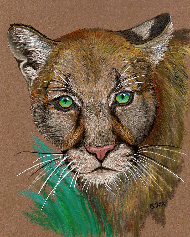Mountain Lion Portrait Drawing by Brenda Potts Fine Art America