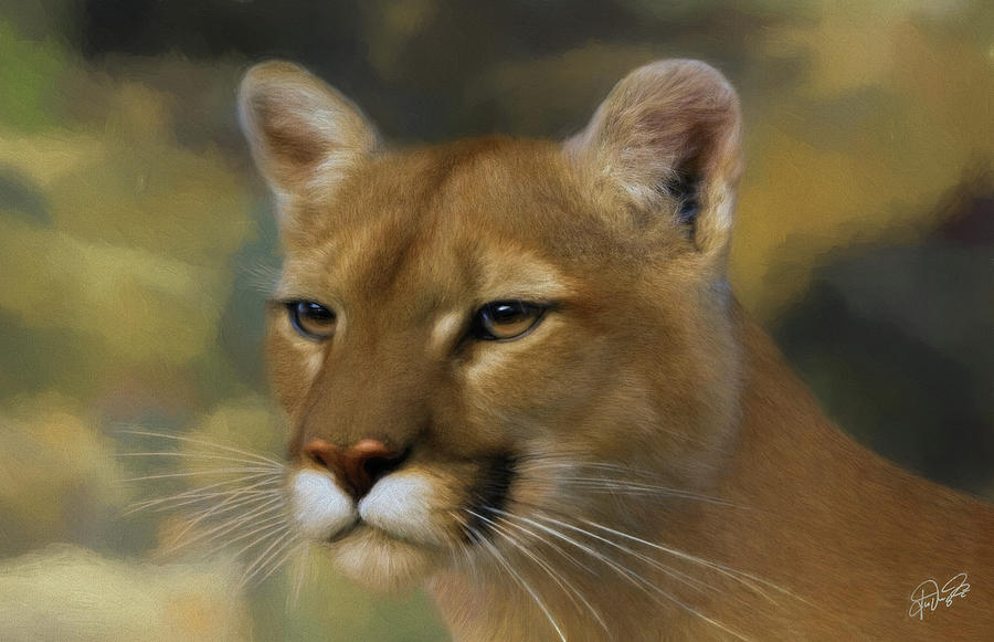 Mountain Lion Portrait Painting by Jurgen Doelle - Fine Art America