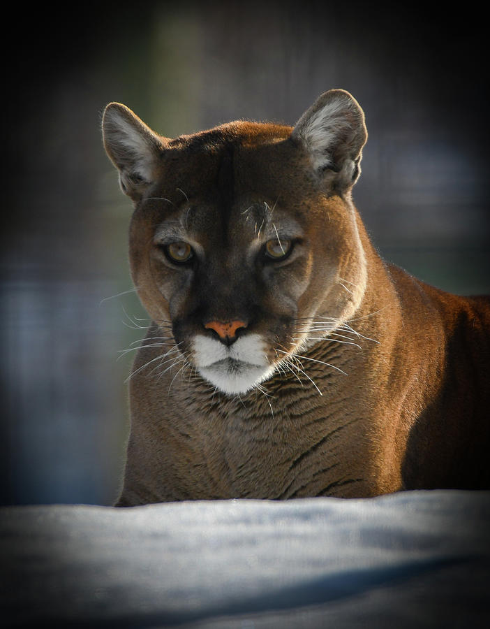 Mountain Lion Portrait Photograph by Michael Jaskolski