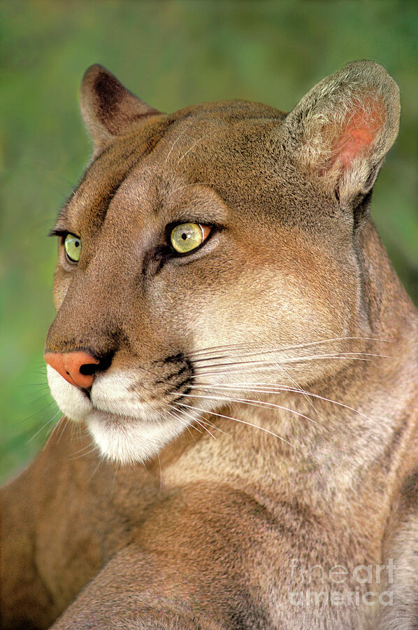 Mountain Lion Portrait Wildlife Rescue Photograph by Dave Welling
