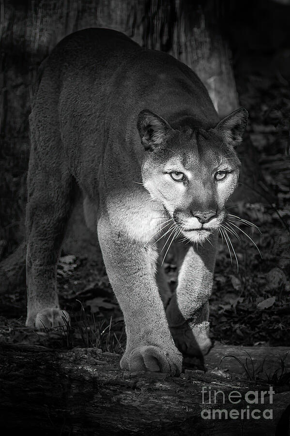 Mountain Lion Print in Black and White Photograph by Lynn Welles - Fine ...