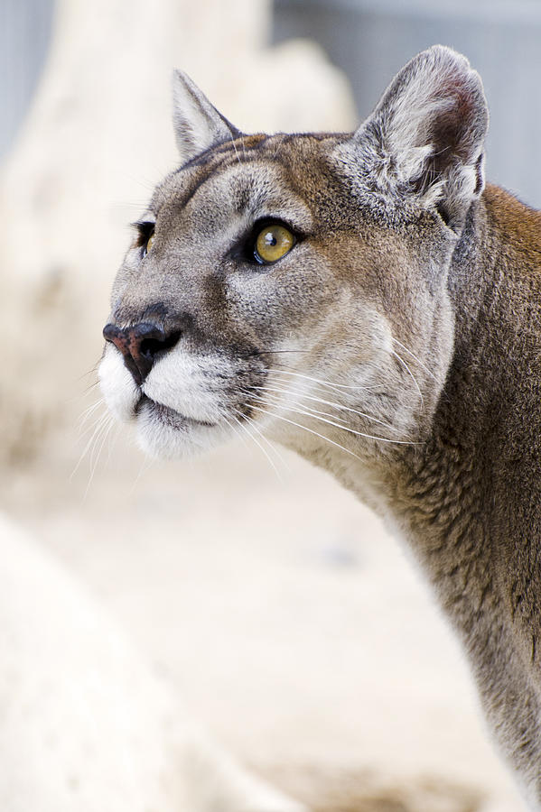 mountain lion, Puma concolor, head Photograph by NNehring