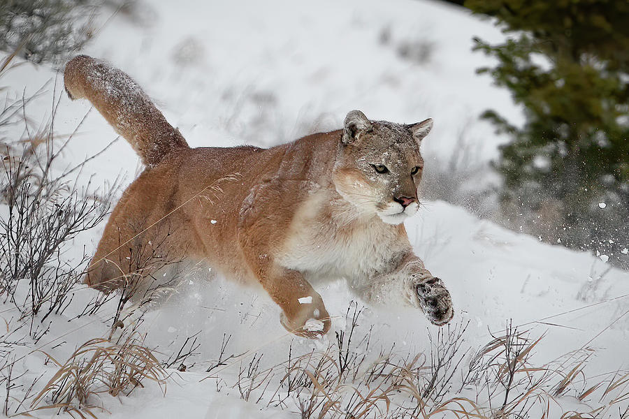 Mountain Lion Running in Snow Photograph by Jerry Fornarotto