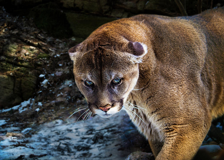 Mountain Lion Stare Down Photograph by Tracy Munson