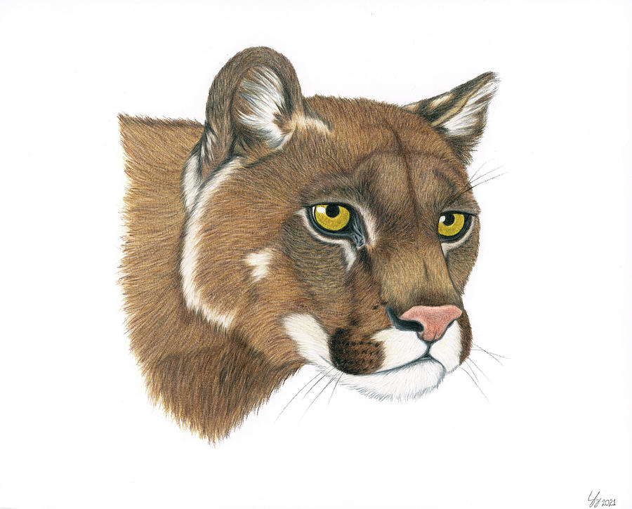 Mountain Lion Drawing by The Wild-Eyed World - Fine Art America