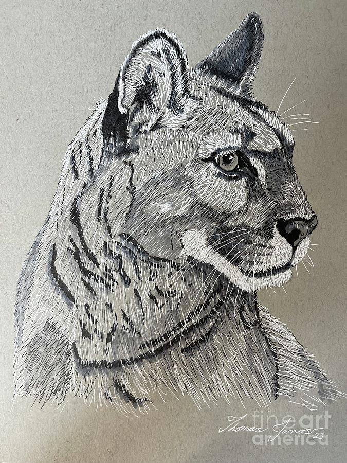 Mountain Lion Drawing by Thomas Janos