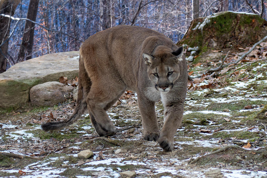 Mountain lion walking Photograph by Dan Friend