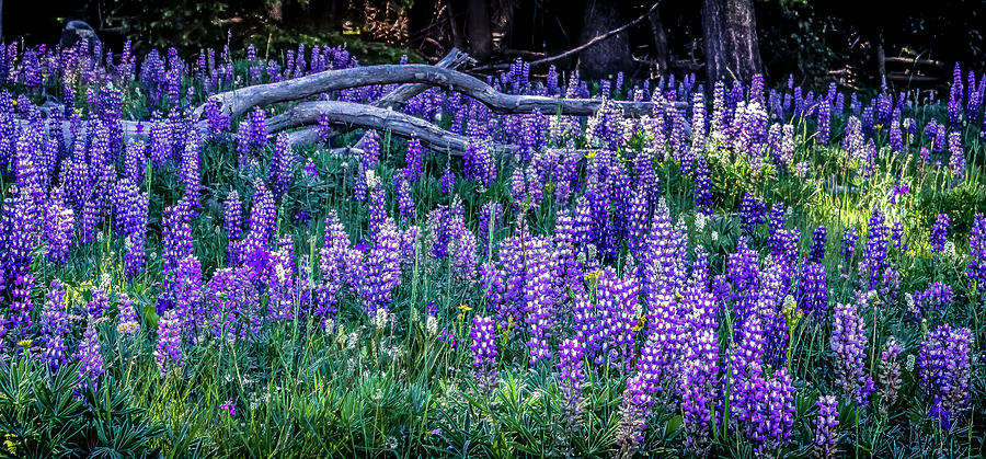 Mountain Lupine Photograph by Laura Terriere